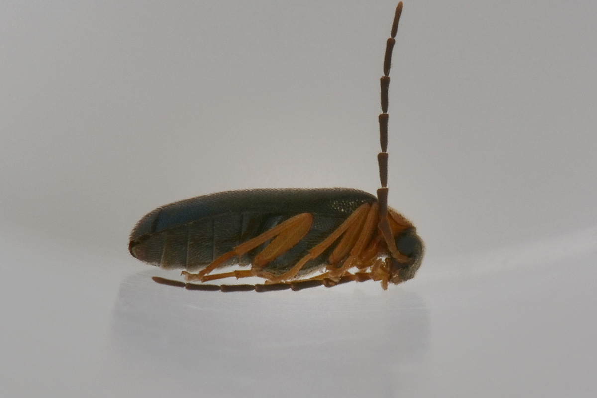 Melandryidae: Conopalpus cfr. brevicollis